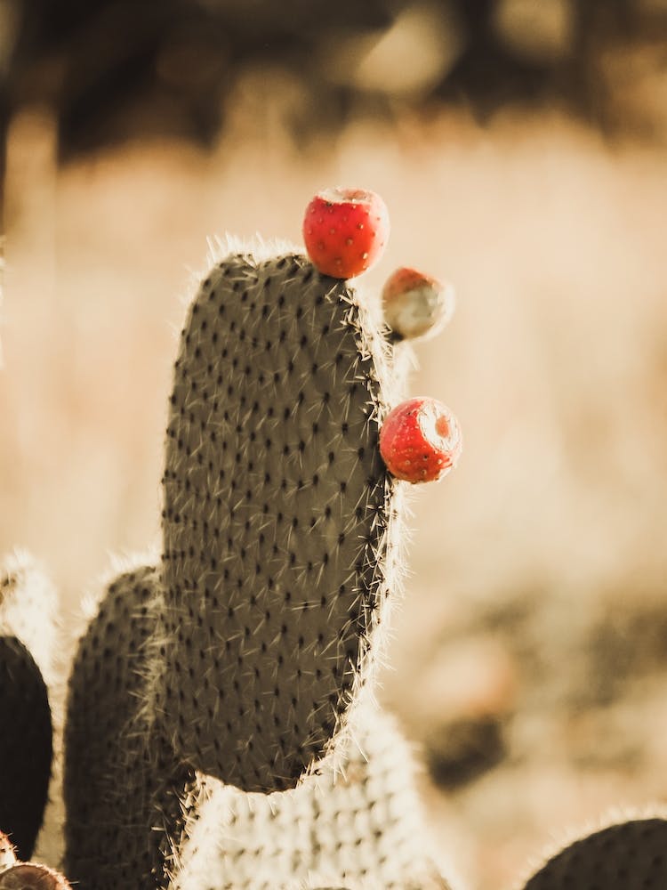 Cactus Fruit