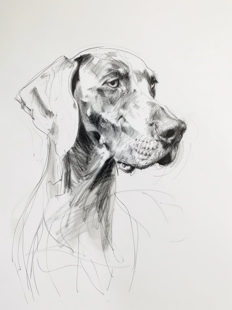 Weimaraner Dog Charcoal Line 4