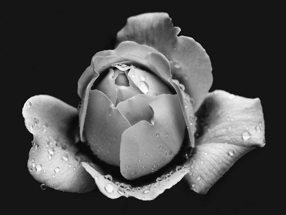 Black And White Rose