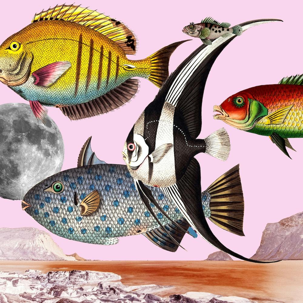 Fish World Pink Square