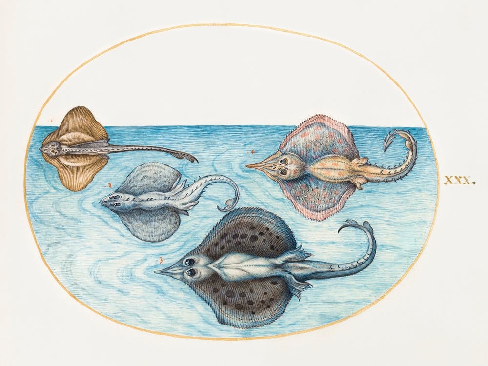 Four Rays (1575–1580), Joris Hoefnagel