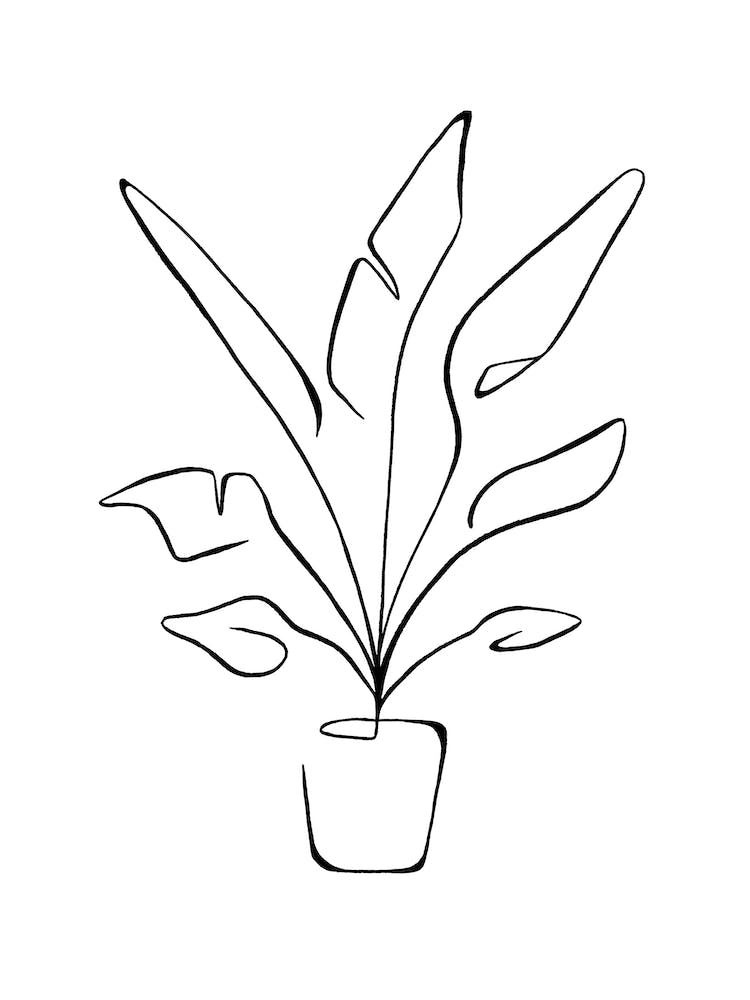 Minimal Bird Of Paradise Plant