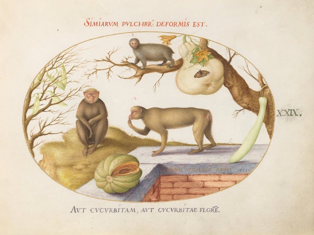 Quadervpedia Animals And Reptiles, Joris Hoefnagel (2)