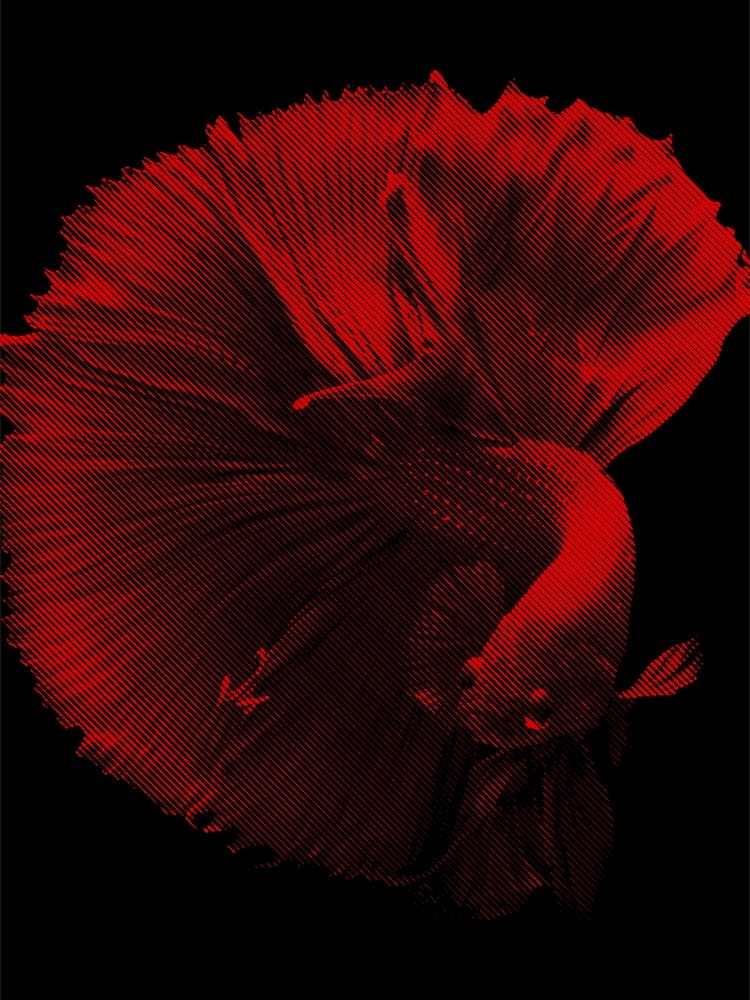 Red Betta Fish in my Line Illustration