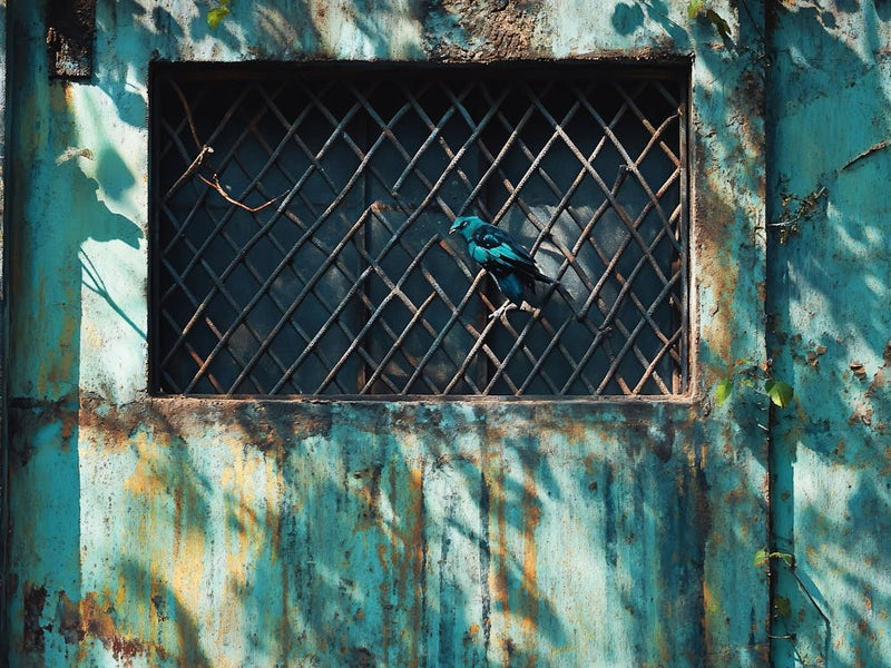 Oiseau Dans La Fenêtre