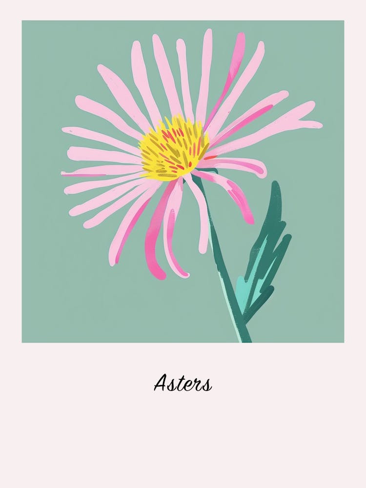 Asters 3 Square Flower Illustration Poster