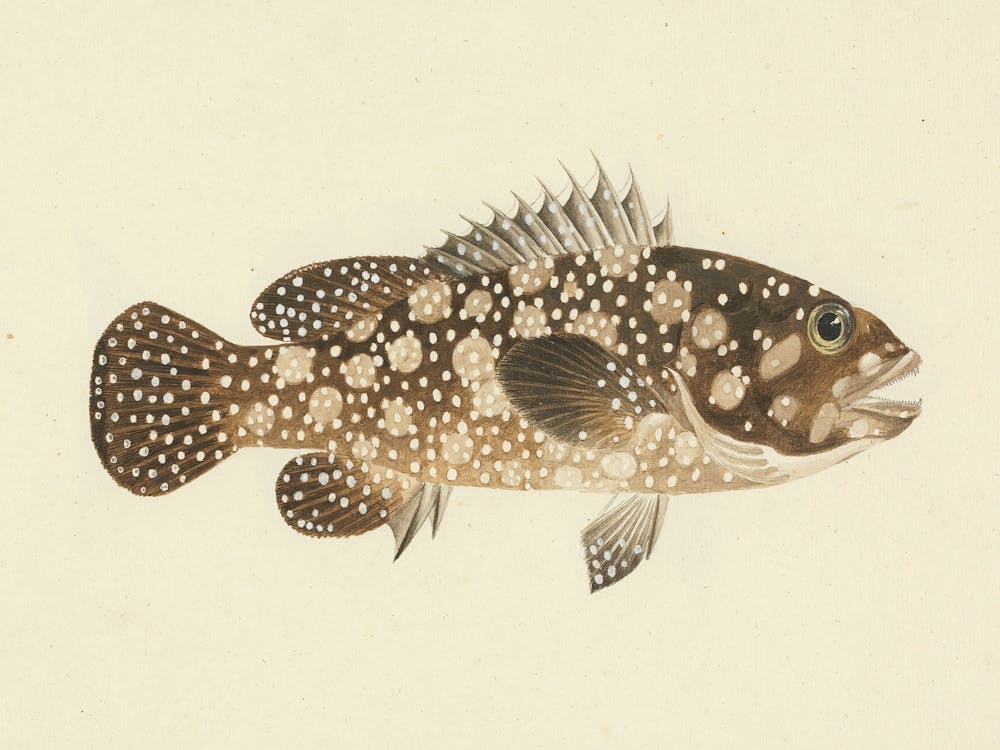 Unidentified Fish, Luigi Balugani (11)