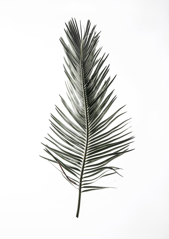 Leaf Study 03