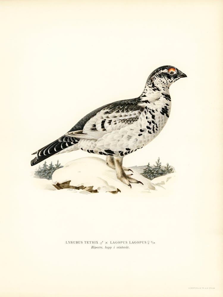 Hybrid Between Black Grouse And Willow Ptarmigan, The Von Wright Brothers