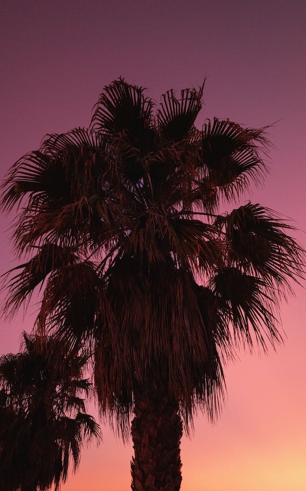 Palm Love Ii