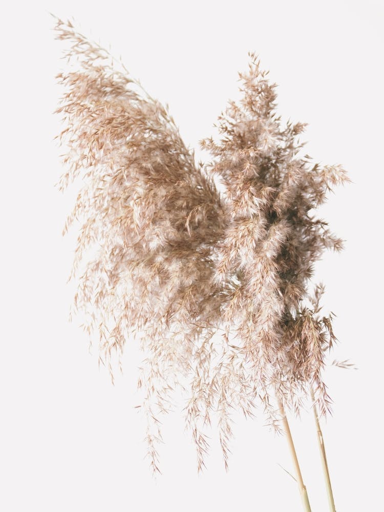 Beige Pampas