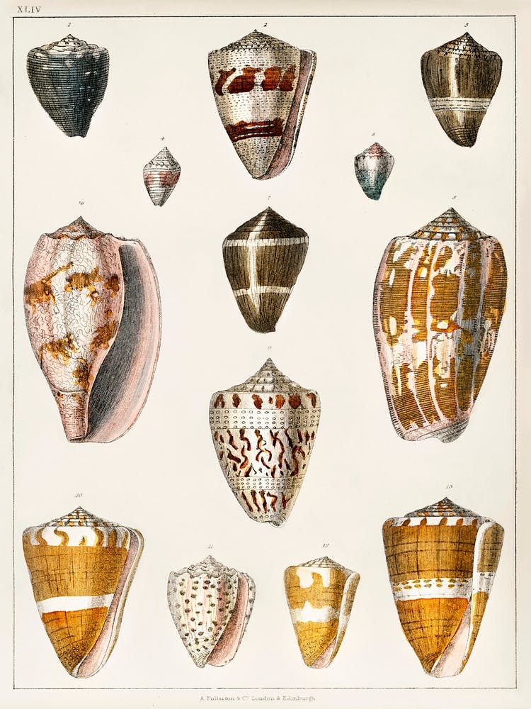 Collection Of Various Shells, Oliver Goldsmith 1