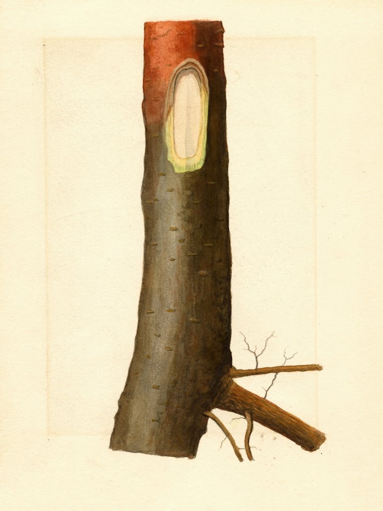 Malus Domestica (1912)