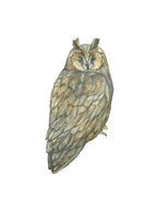 Great Horned Owl