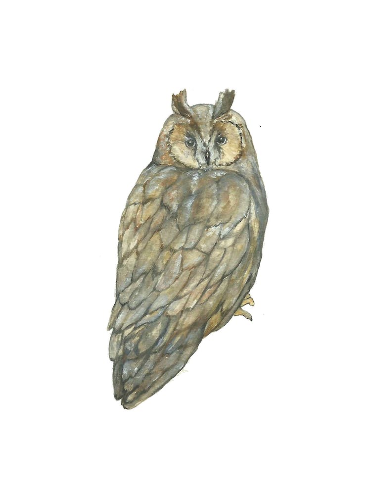 Great Horned Owl