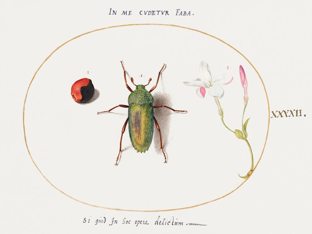 Jewel Beetle With A Plant Gall And A Flower (1575–1580), Joris Hoefnagel