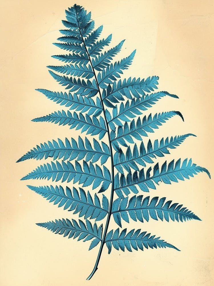 Vintage Illustration Blue Star Fern 3
