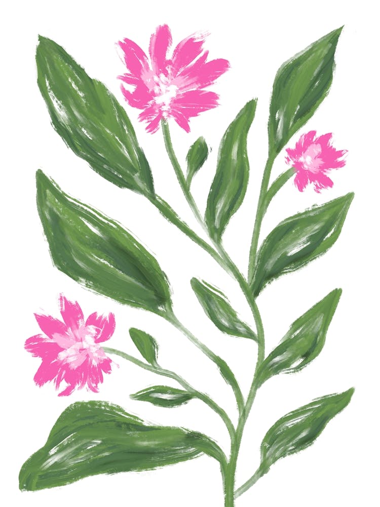 Kornblume