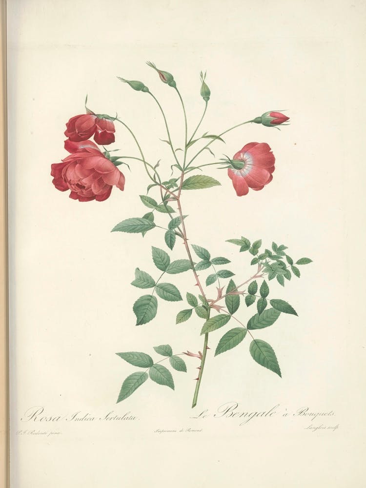 Rose Illustration, Pierre Joseph Redoute (10)