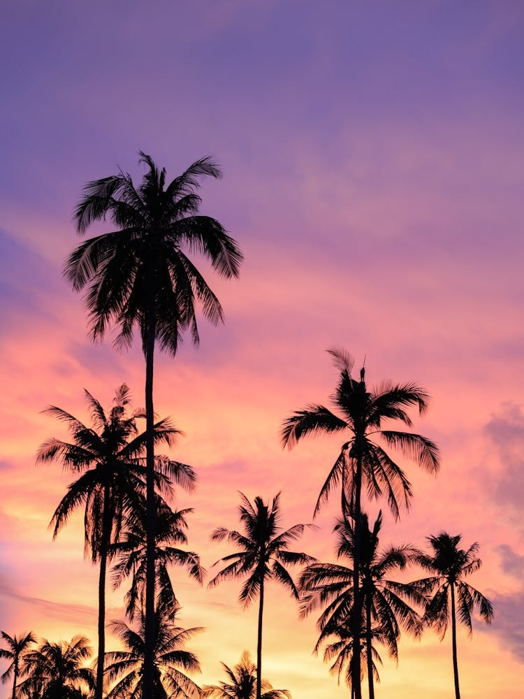 Sunset Palm Trees | Thailand |Koh Samui |Travel