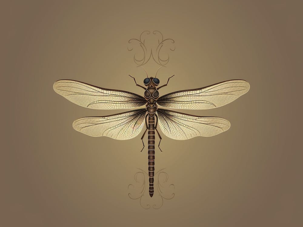 Dragonfly Common Baskettail Epitheca 8