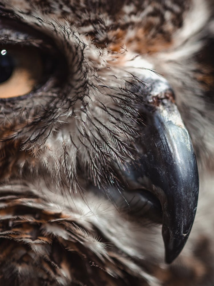 Great Horned Owl Beak