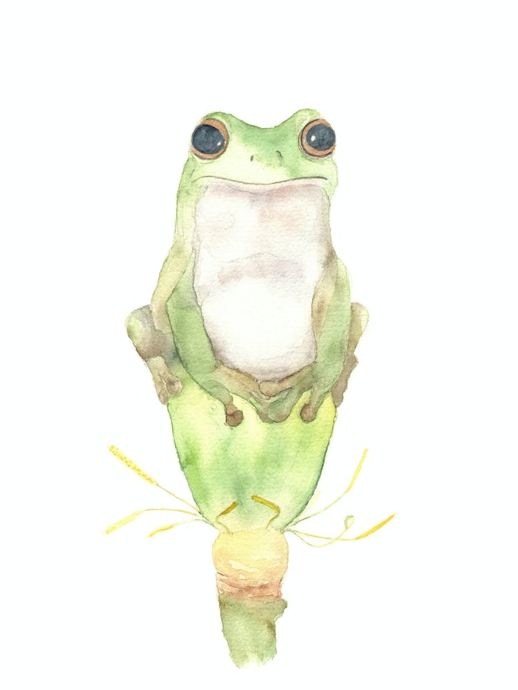 Frog On The Lotus