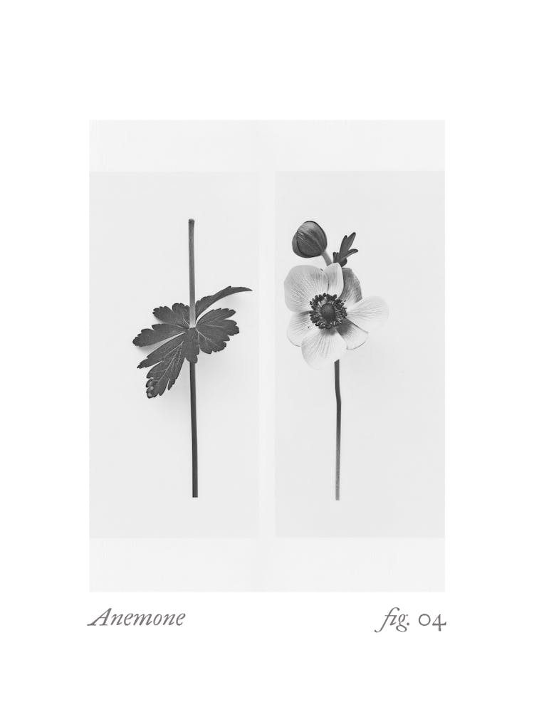 Anemone Botanical Collage 4