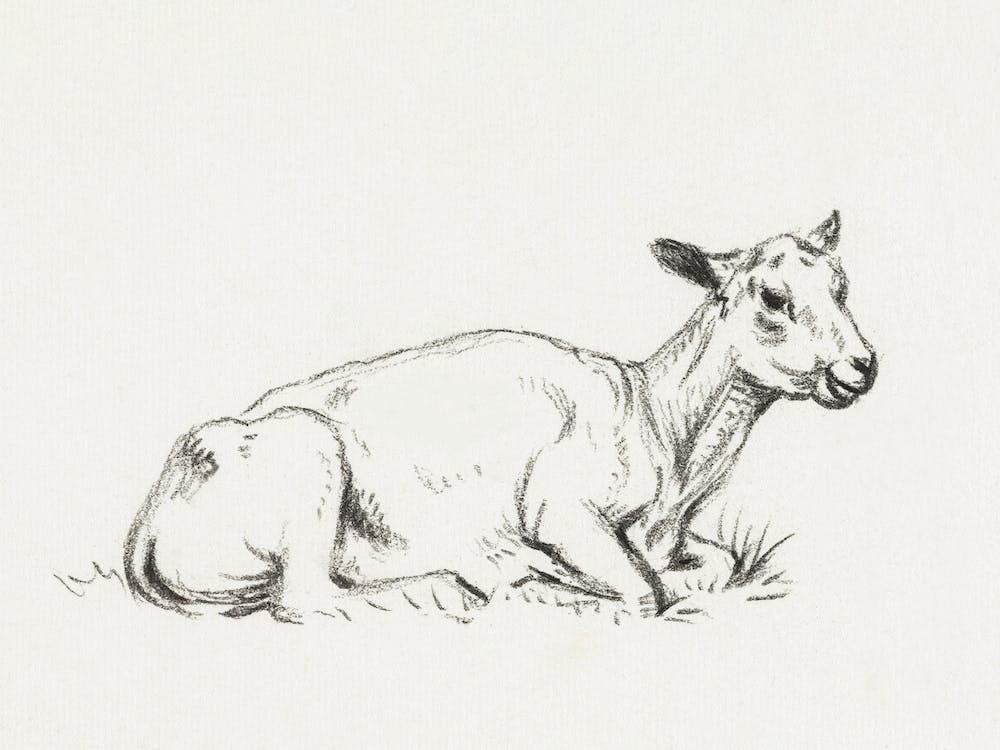 Lying Shaved Sheep, Jean Bernard