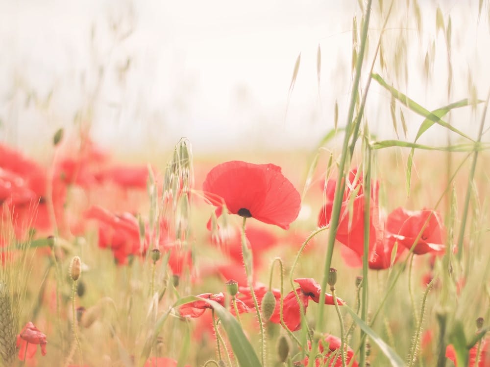 Puglia, Italy I Photography of a boho field of poppies in a wildly beautiful nature national park of red flowers in the heart of the Italian countryside to experience la dolce vita in Tuscany