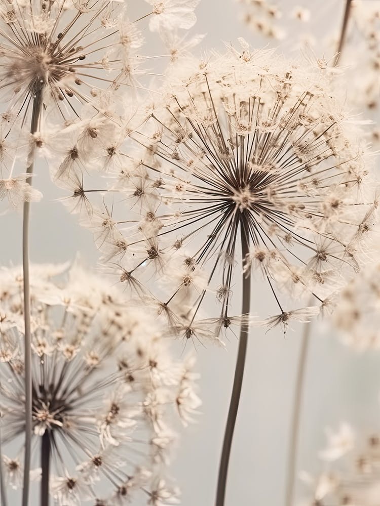 Dandelions 5