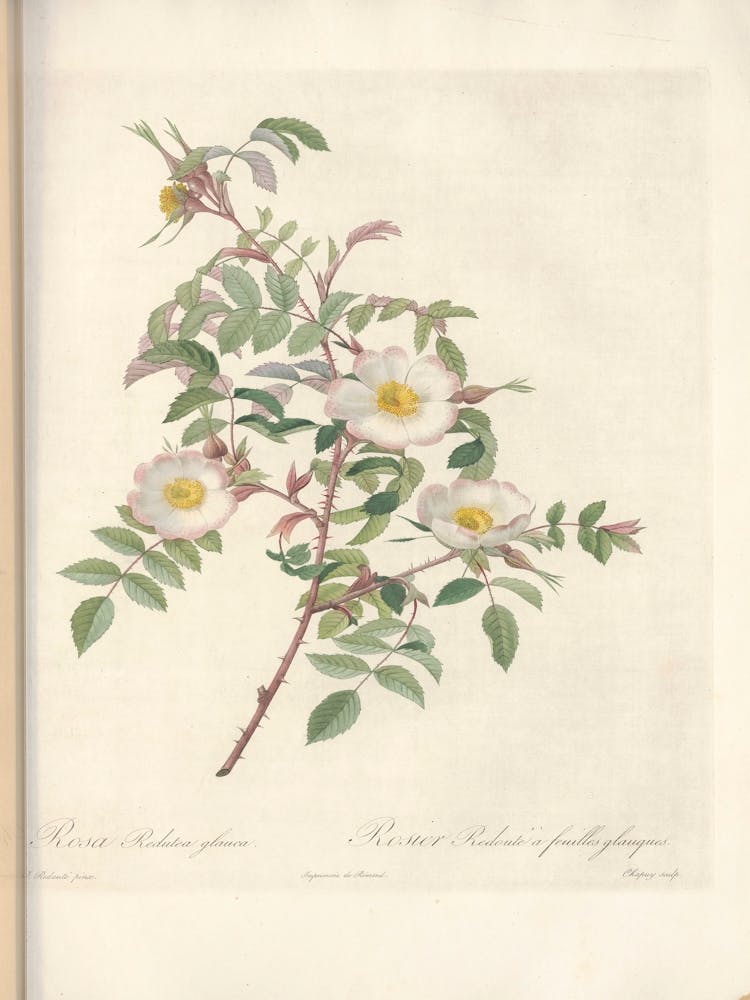 Rose Illustration, Pierre Joseph Redoute (92)