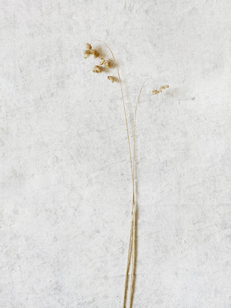 Minimal Wild Botanicals