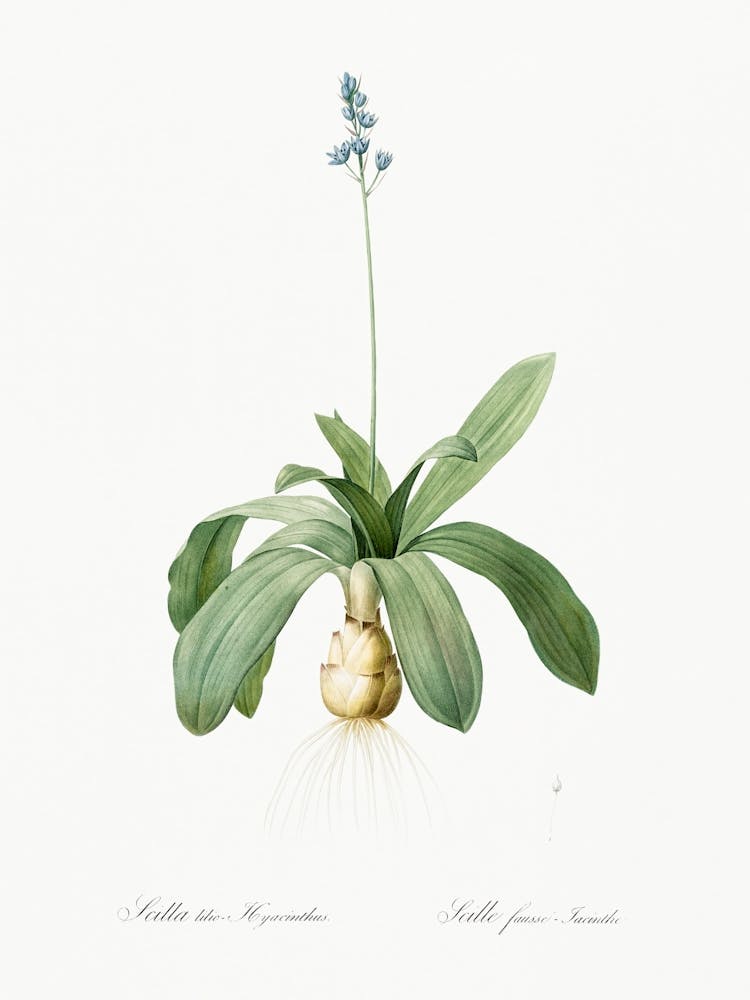 Scilla Lilio Hyacinthus Illustration From Les Liliacées (1805), Pierre Joseph Redoute
