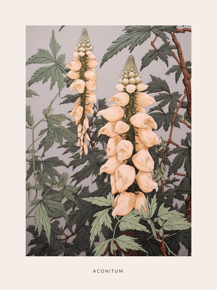 Flower Illustration Aconitum 3 Poster