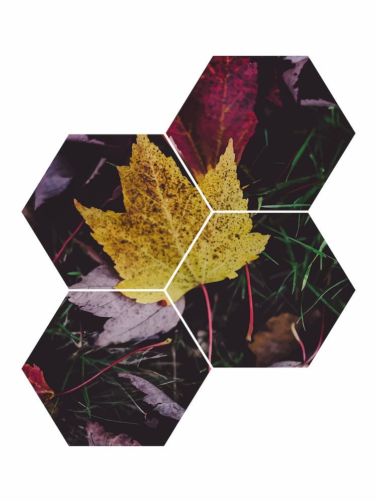 Leaf and Grass Hexagon Abstract