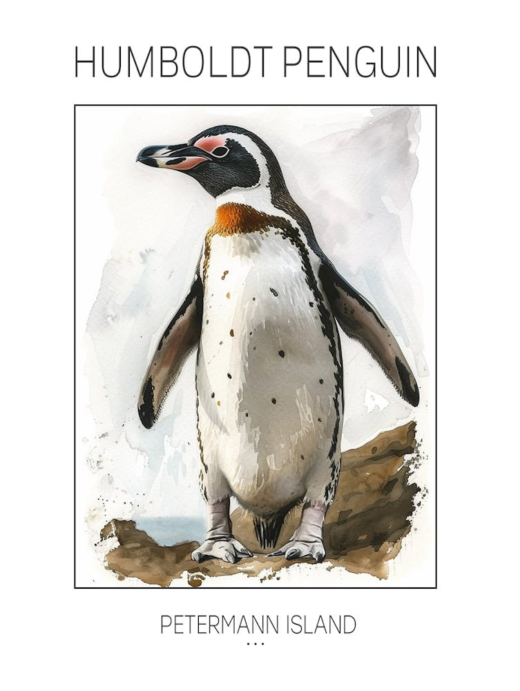 Humboldt Penguin Petermann Island Watercolour Painting 1 Poster