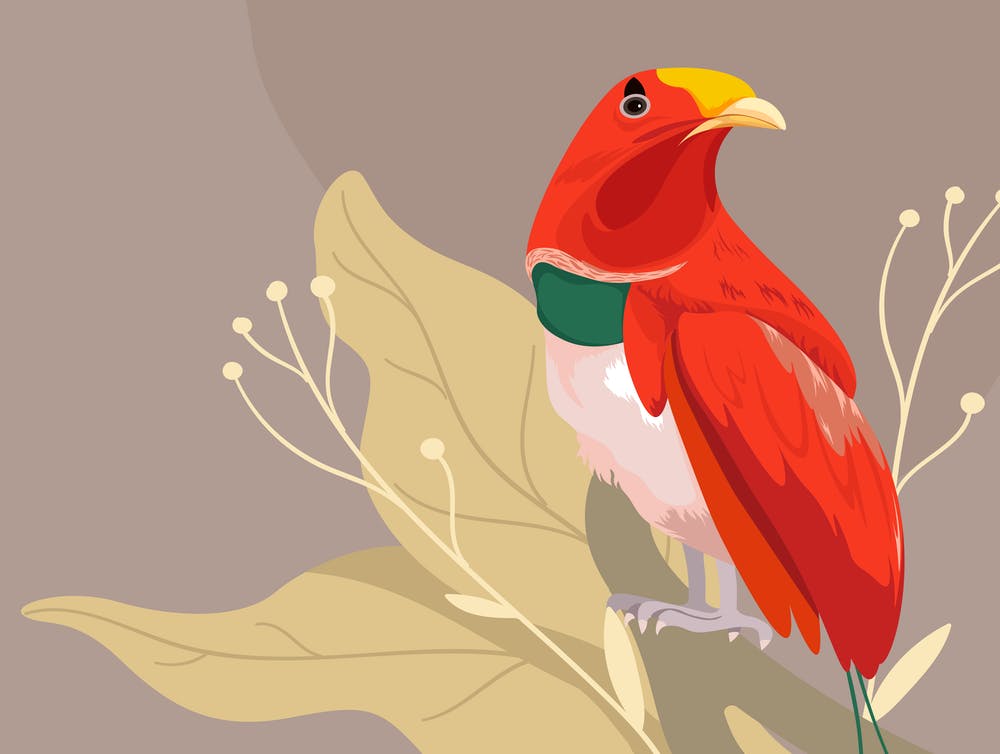 Red Parrot