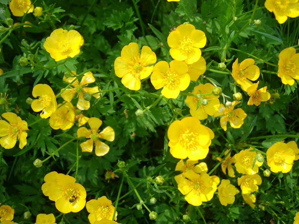 Yellow Flowers