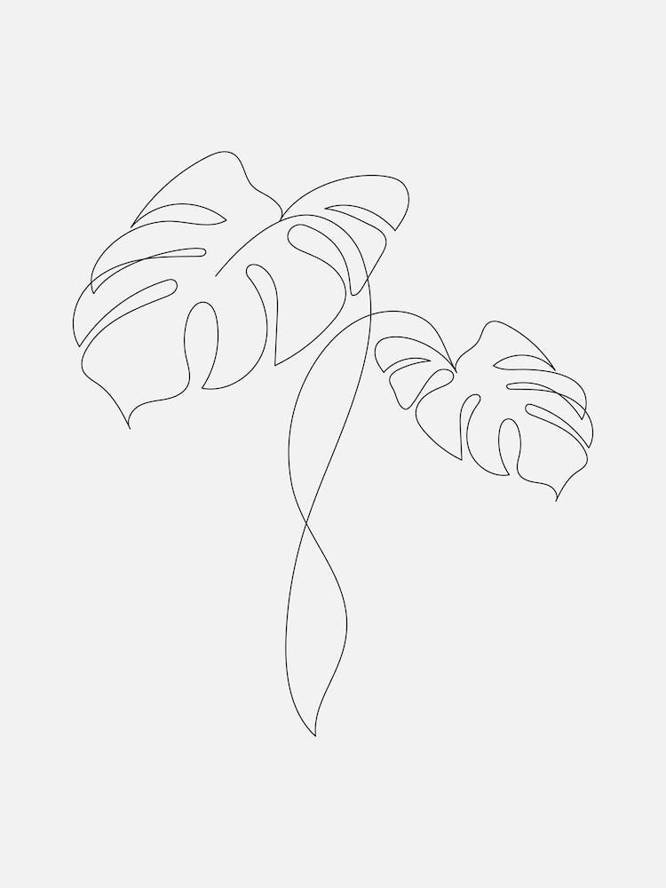 One Line Monstera