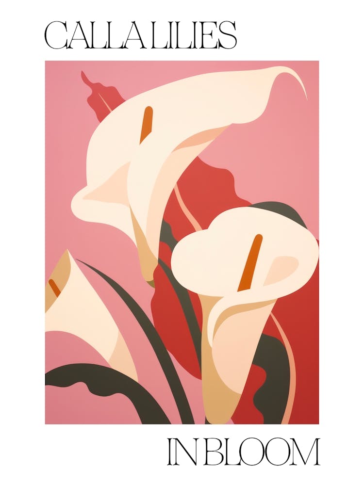 Calla Lilies In Bloom Flowers Bold Illustration 2