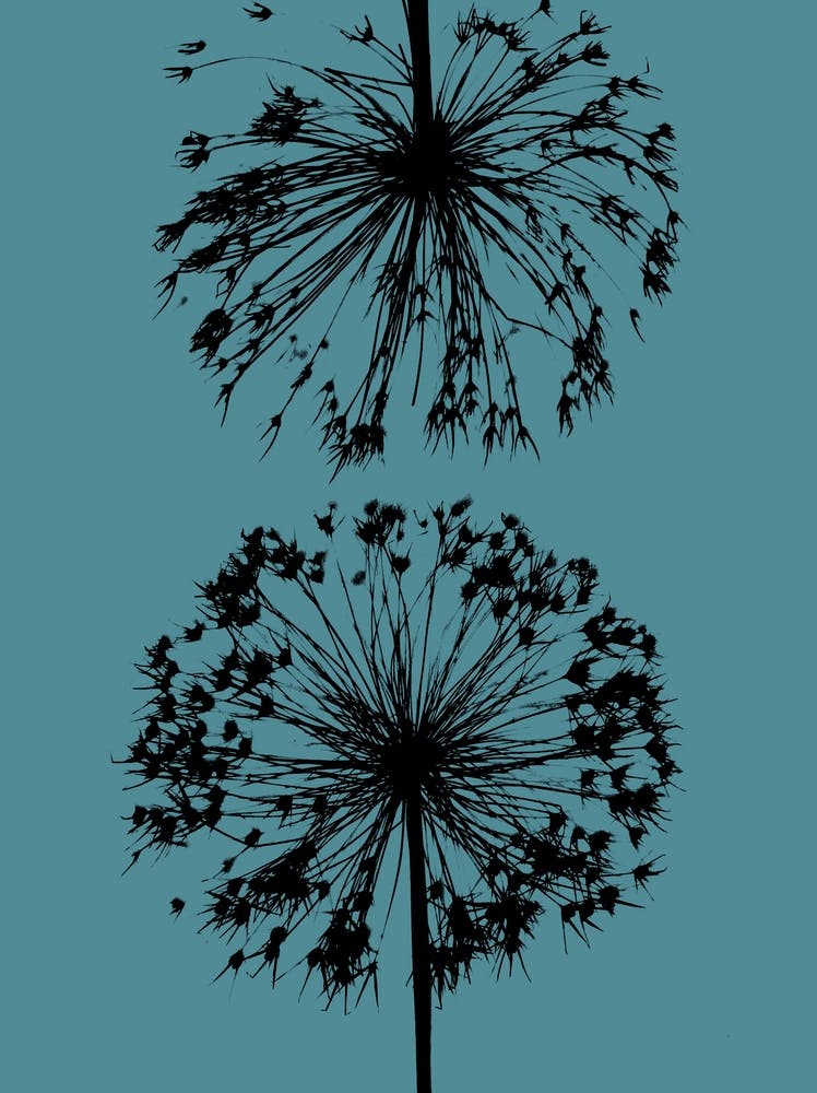 Teal black allium 1