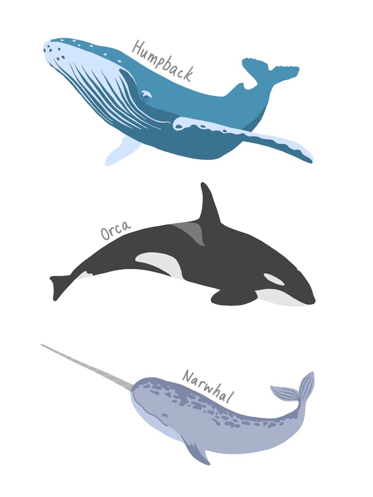 Whales
