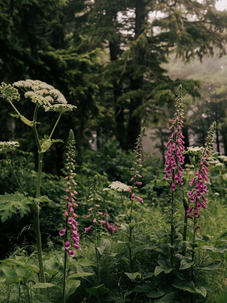 Coastal Wildflowers