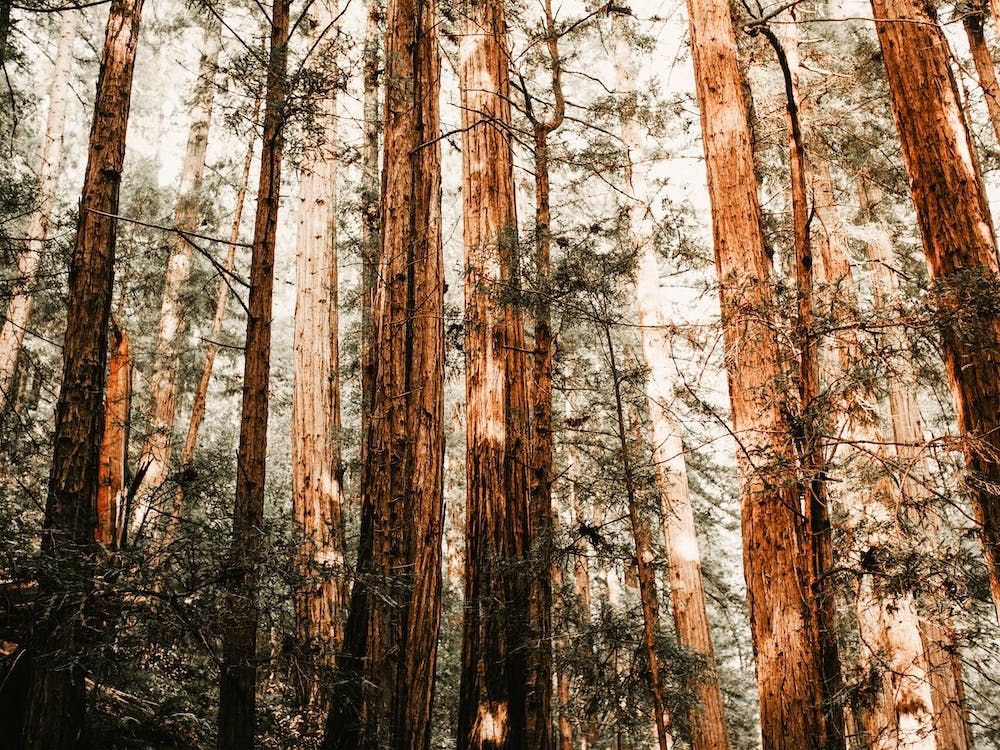 Redwood Forest
