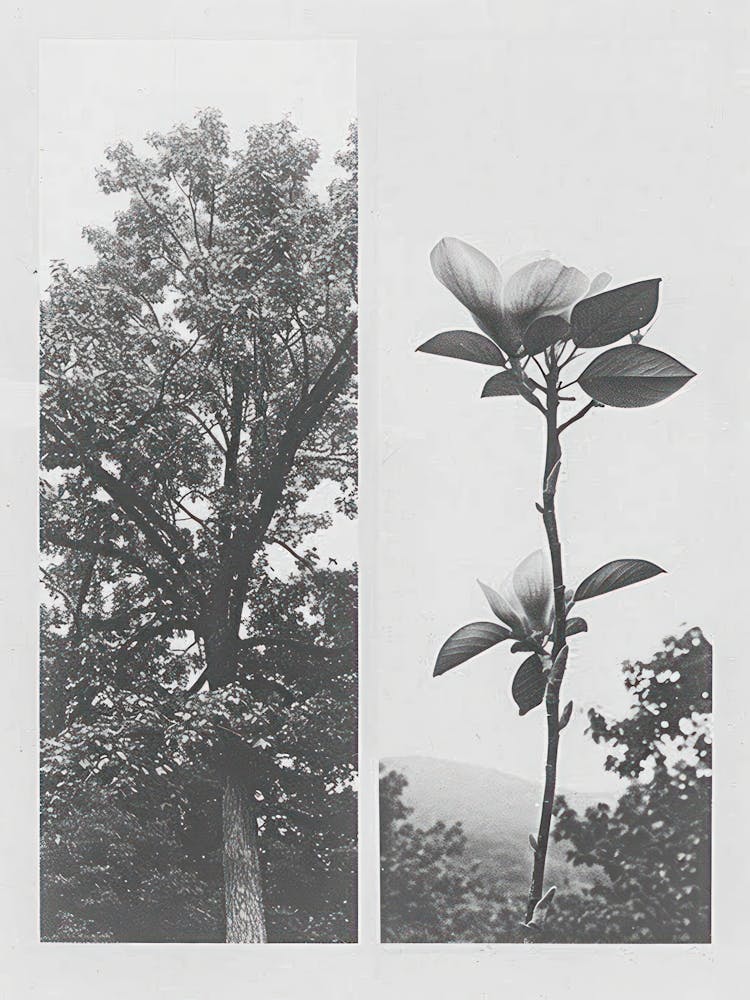 Magnolia Flower Photo Collage 1