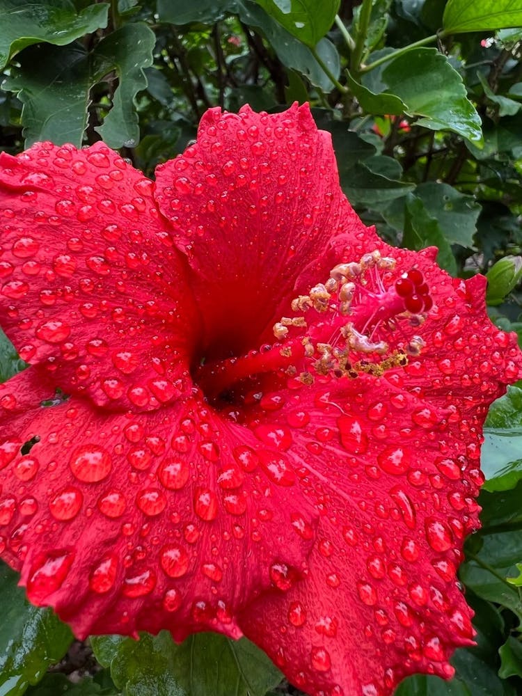 Raindrops On Hibiscus Flower