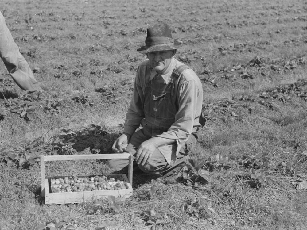 Untitled Photo, Possibly Related To Child Of White Migrant Berry Worker Picking Strawberries In Field Near