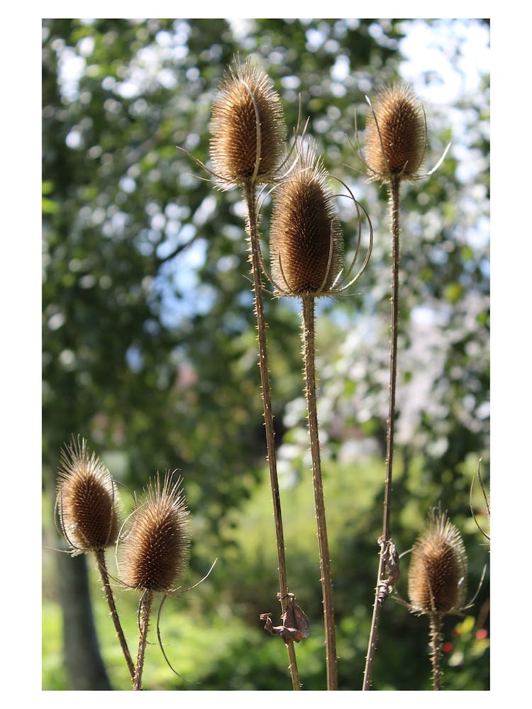 Untitled 5 0012 Spring Blooms