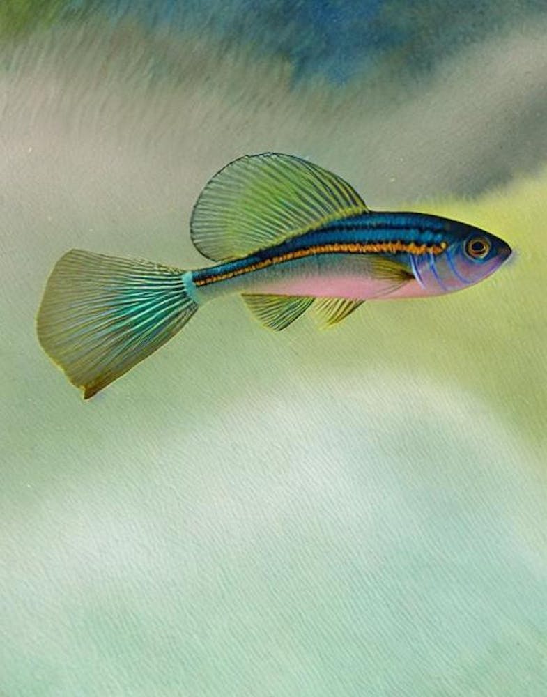 Bluestreak Cleaner Wrasse Storybook Watercolour